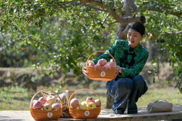 沙坡頭旱蘋(píng)果 香甜“出類(lèi)拔脆”