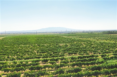 <p>　　紅寺堡釀酒葡萄種植基地。</p>