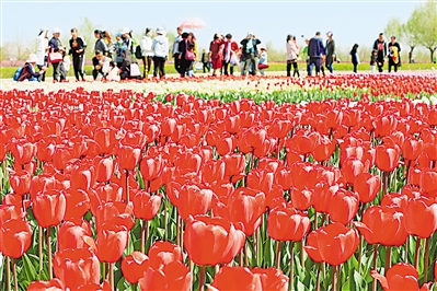     紅色——銀川花博園里盛開的郁金香紅似火焰。寧夏把良好生態(tài)環(huán)境作為最普惠的民生福祉，還百姓綠水青山，不斷滿足人民日益增長(zhǎng)的優(yōu)美生態(tài)環(huán)境需要。                 本報(bào)記者 馬楠 攝